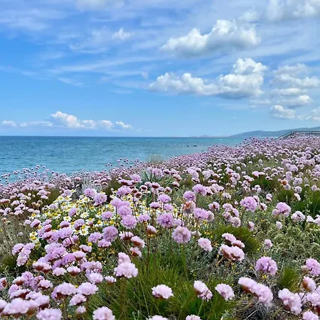 Mimose באדזי