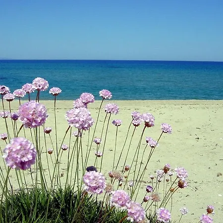 Mimose דירה