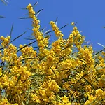 Lägenhet Mimose