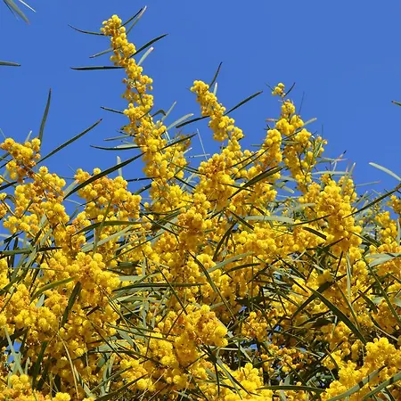 דירה Mimose